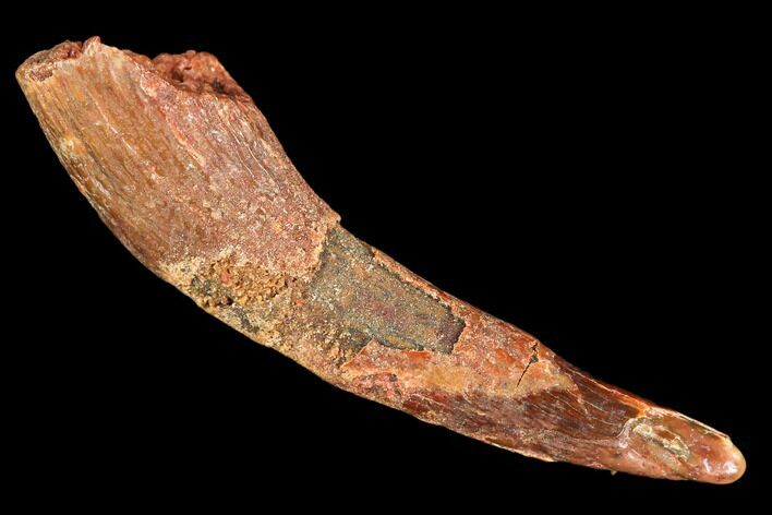 Pterosaur (Siroccopteryx) Tooth - Morocco #107964